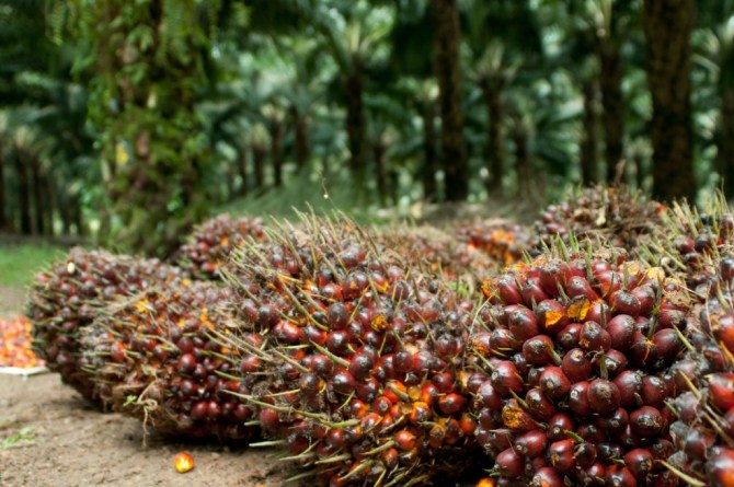 Produk Sawit Nasional 70 Persennya Untuk kebutuhan Global