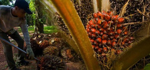 Produk Sawit Nasional Berpeluang Besar Rebut Pasar Eropa