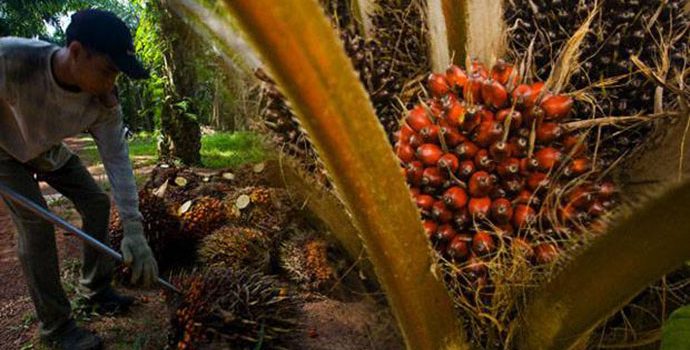 Produk Sawit Nasional Berpeluang Besar Rebut Pasar Eropa
