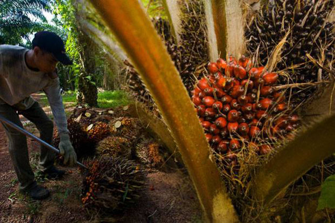 Produk Sawit Nasional Berpeluang Besar Rebut Pasar Eropa