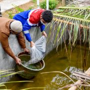 Tingkatkan Kesejahteraan Nelayan Kota Dumai, Pertamina Salurkan 4.500 Bibit Ikan