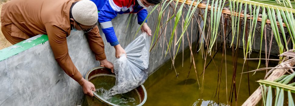 Tingkatkan Kesejahteraan Nelayan Kota Dumai, Pertamina Salurkan 4.500 Bibit Ikan