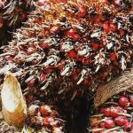 GAPKI Yakin Tahun Ini Produksi Sawit Bagus