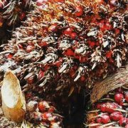 GAPKI Yakin Tahun Ini Produksi Sawit Bagus