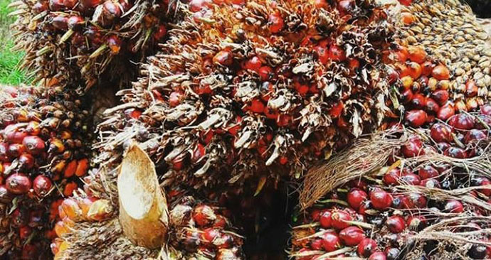 GAPKI Yakin Tahun Ini Produksi Sawit Bagus