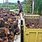 fitch ratings sebut harga cpo di asia akan mengalami penurunan