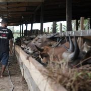 Pertamina: Sektor Peternakan Dorong Ketahanan Pangan dan Energi Terbarukan