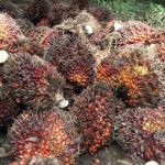 Peremajaan Perkebunan Sawit Didukung BPDP-KS