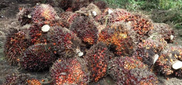 Peremajaan Perkebunan Sawit Didukung BPDP-KS