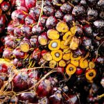 Harga CPO Juni 2021, Naik USD1.223/MT