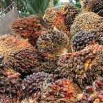 KPPU Denda Perusahaan Sawit Asal Malaysia Sebesar Rp6 Miliar