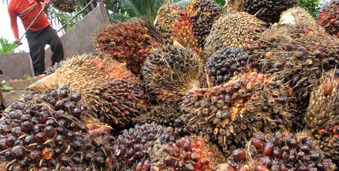 KPPU Denda Perusahaan Sawit Asal Malaysia Sebesar Rp6 Miliar