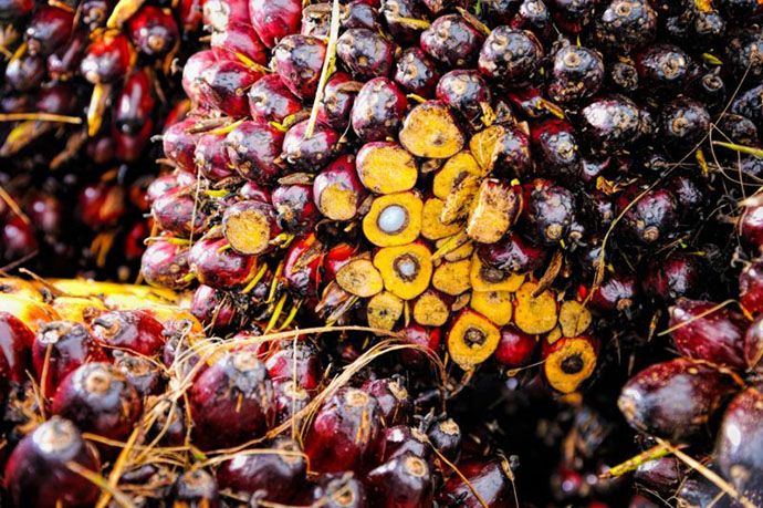 Harga CPO Juni 2021, Naik USD1.223/MT