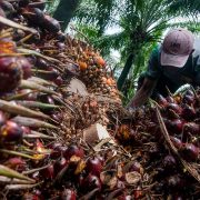 Jaga Produktifitas Tanaman Sawit, BPDPKS Gencar Lakukan PSR