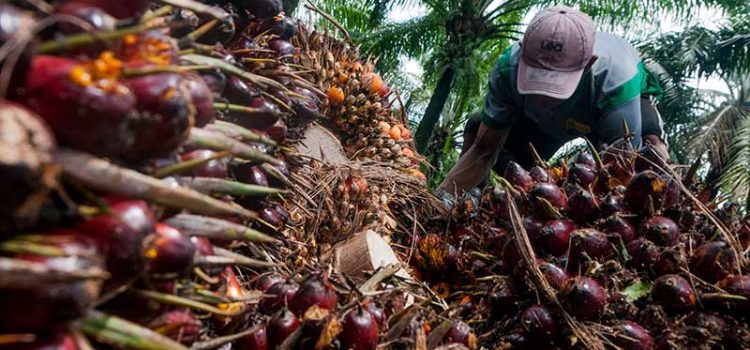 Jaga Produktifitas Tanaman Sawit, BPDPKS Gencar Lakukan PSR