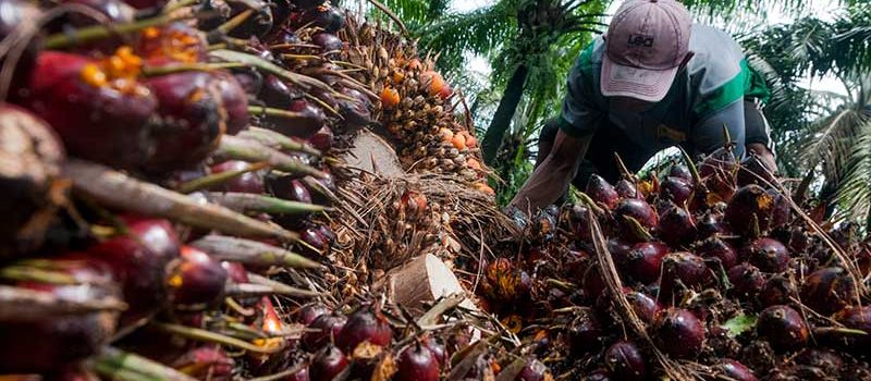 Jaga Produktifitas Tanaman Sawit, BPDPKS Gencar Lakukan PSR