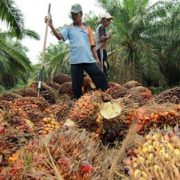 Industri Sawit Jadi Sektor Prioritas Pemerintah