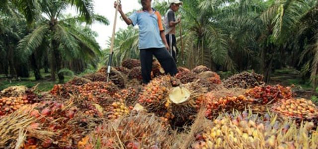 Industri Sawit Jadi Sektor Prioritas Pemerintah