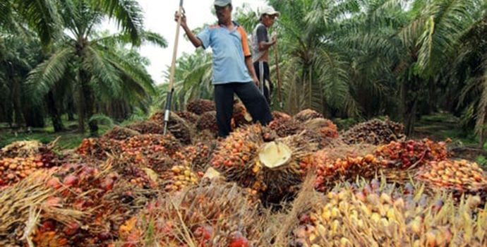 Industri Sawit Jadi Sektor Prioritas Pemerintah