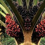 Prospek Bisnis Sektor Pengolahan Minyak Sawit Menjanjikan