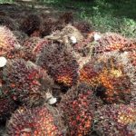 Program Hilirisasi CPO Terus Digulirkan Demi Indonesia Jadi Raja Hilir Sawit