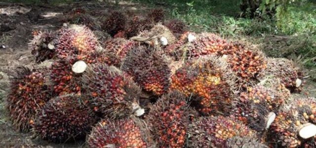Program Hilirisasi CPO Terus Digulirkan Demi Indonesia Jadi Raja Hilir Sawit