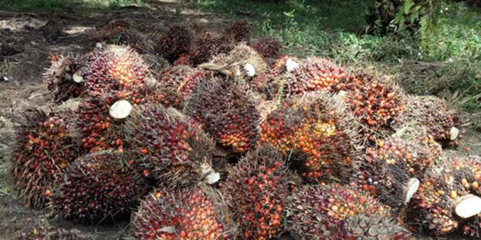 Program Hilirisasi CPO Terus Digulirkan Demi Indonesia Jadi Raja Hilir Sawit