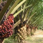 dana kelolaan bpdpks meningkat, ini pemicunya