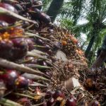 harga cpo membaik, pikat minat investor