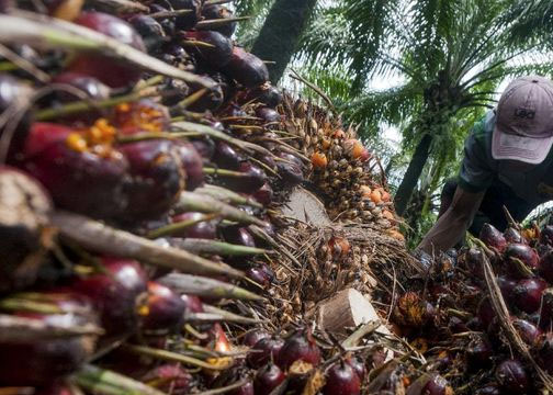 harga cpo membaik, pikat minat investor