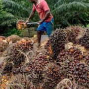 Astra Agro Yakin Produksi CPO Tahun Ini Akan Tumbuh 5 Persen