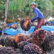 Revisi PE Sawit Jadi Angin Segar Bagi Pelaku Usaha