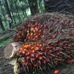 Harga CPO Bakal Konsisten Di Level Tinggi, Ini Penyebabnya