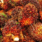 Sawit Watch Desak KPK Jelaskan Perkembangan Korupsi Kebun Sawit