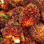 Perkebunan Sawit Jadi Pendorong Perekonomian Daerah