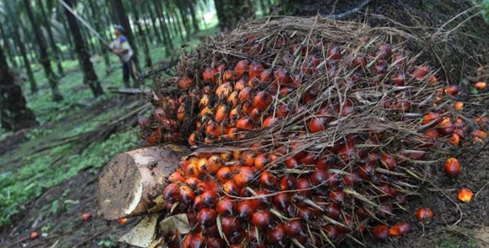 Harga CPO Bakal Konsisten Di Level Tinggi, Ini Penyebabnya