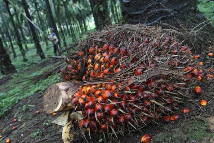 Harga CPO Bakal Konsisten Di Level Tinggi, Ini Penyebabnya