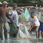 sinergi pertamina - perindo, bantu petambak udang naik kelas