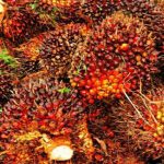 HPE CPO Periode Juli 2021 Turun Dipicu Kebijakan Lockdown