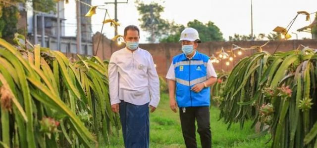 Electrifying Agriculture PLN Bikin Omzet Petani Buah Naga Naik 3 Kali Lipat