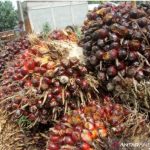 Kinerja industri pengolahan sawit sepanjang tahun 2021 moncer. Ini terlihat dari kontribusinya terhadap total ekspor non migas yang mencapai sebesar 17,6 persen. Diketahui ekspor produk sawit mencapai 40,31 juta ton dengan nilai ekspor USD35,79 miliar atau meningkat sebesar 56,63 persen dari nilai ekspor tahun 2020.