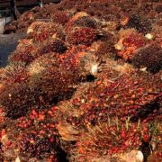 Harga CPO Tinggi Bawa Berkah Bagi PT Sampoerna Agro Tbk