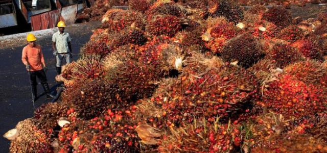 Harga CPO Tinggi Bawa Berkah Bagi PT Sampoerna Agro Tbk