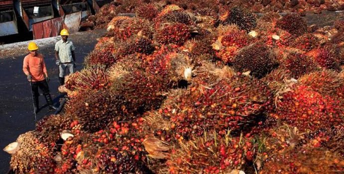 Harga CPO Tinggi Bawa Berkah Bagi PT Sampoerna Agro Tbk