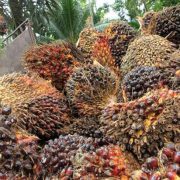 Permintaan CPO Dunia Tinggi, Ini Kata Petani Sawit