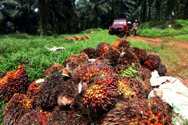 Industri Kelapa Sawit