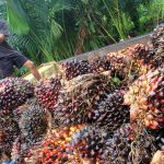 program psr jadi program utama bagi kesejahteraan petani sawit