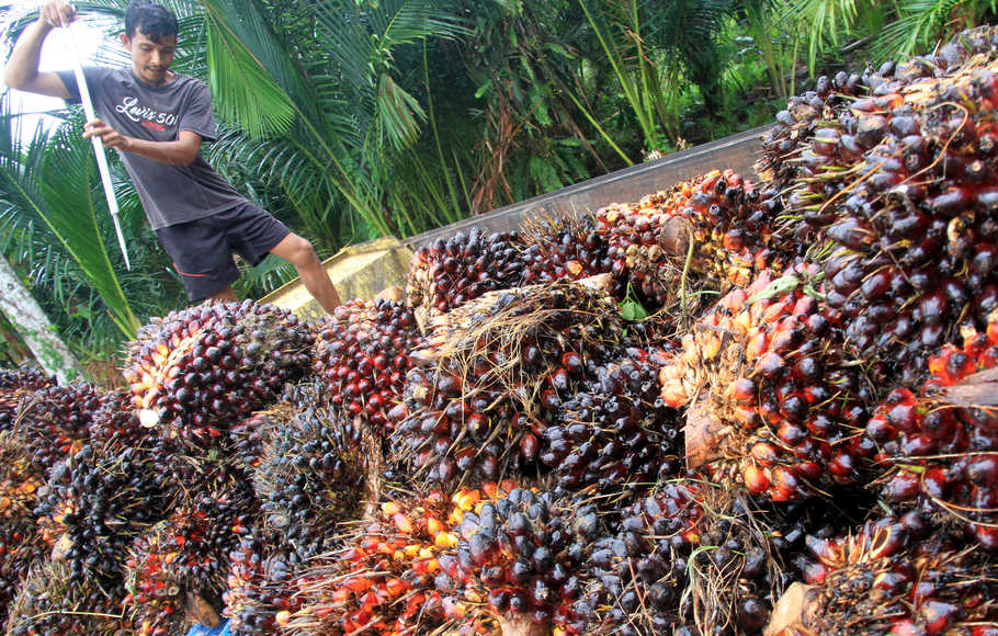 program psr jadi program utama bagi kesejahteraan petani sawit