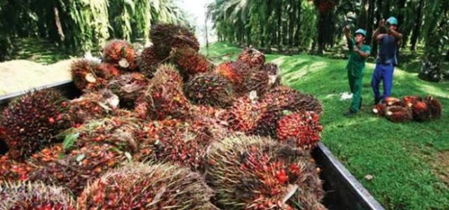 Pemerintah Akui Program Peremajaan Sawit Rakyat Belum Optimal, Kok Bisa?