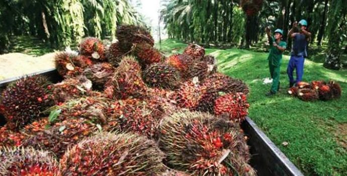 Pemerintah Akui Program Peremajaan Sawit Rakyat Belum Optimal, Kok Bisa?